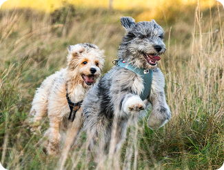 "How to Walk Two Dogs Without Losing Your Mind"