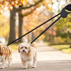 How to Stop Two Dogs from Tangling Their Leashes (Without Losing Your Mind)