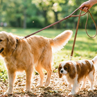 Walking Two Dogs of Different Sizes: A Practical Guide