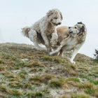Are Two Dogs Really Better Than One? What the Research Actually Says