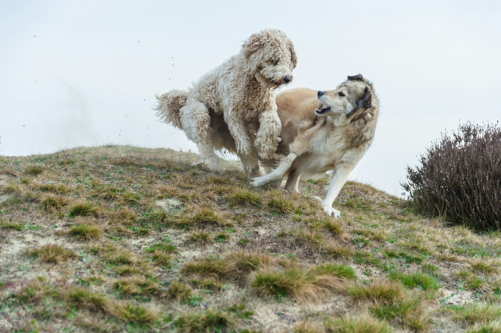 Two dogs playing together outdoors in an open field, illustrating the social benefits of multi-dog households