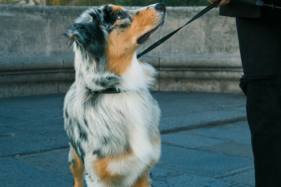 Why Walking Your Dog Is One of the Best Things You Can Do for Them