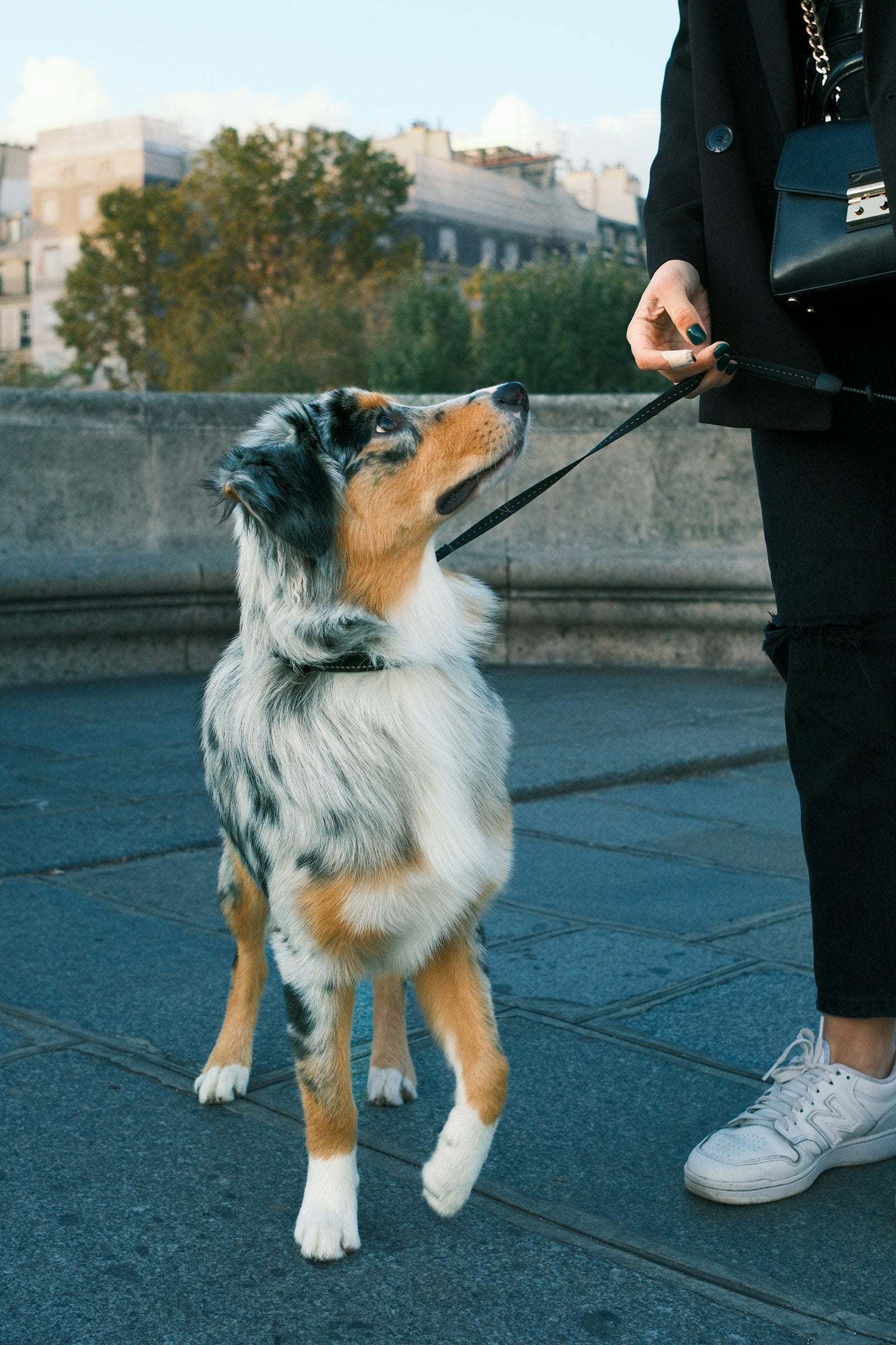 A dog walking on a leash outdoors, demonstrating healthy daily exercise
